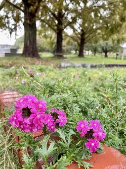 花壇 雨,花壇,花の写真素材
