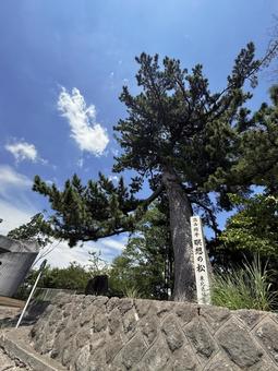 25_1111_瞑想の松01の写真