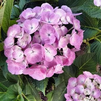 花202306051936 花202306051936の写真