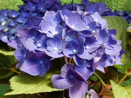 【花の写真】紫陽花の花 【花の写真】紫陽花の花 紫陽花,アジサイ,あじさいの写真素材