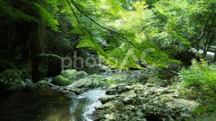 川の流れと緑はの紅葉 川,流れ,水の写真素材