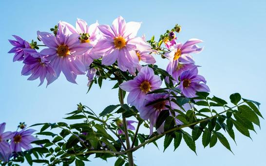コウテイダリア コウテイダリア,花,ピンクの写真素材