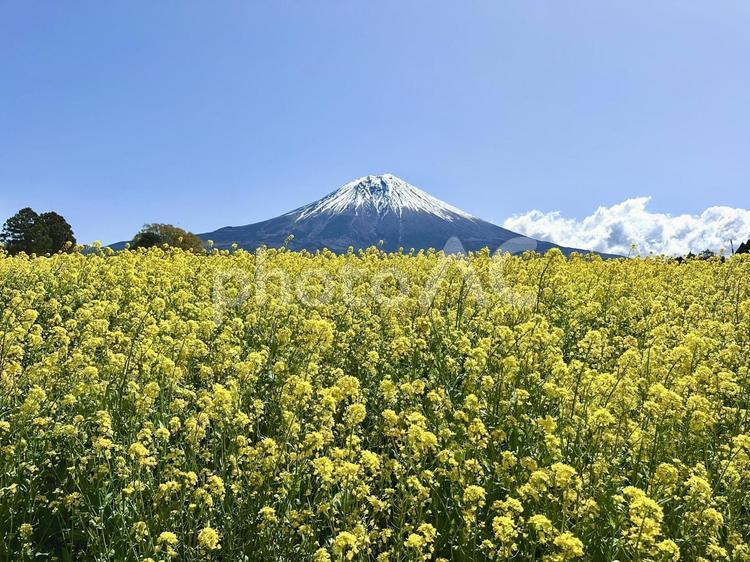 春を彩る菜の花と富士山 富士山,自然,風景の写真素材