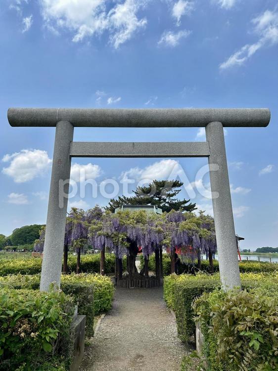 浮島弁財天の藤の花 藤の花,鳥居,浮島弁財天の写真素材