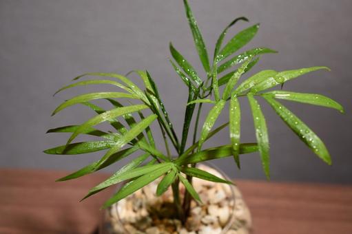 テーブルヤシ テーブルヤシ,室内観葉植物,耐陰性の写真素材