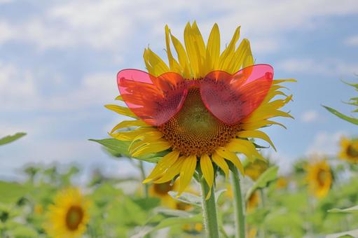 ひまわり畑のギャル ひまわり畑のギャル ひまわり,畑,向日葵の写真素材
