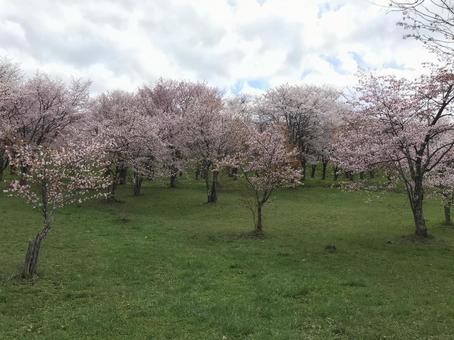 桜並木 桜並木の写真