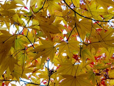 月の石もみじ公園の紅葉 長瀞,紅葉,黄色の写真素材