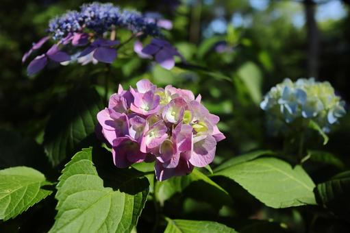 Hydrangea scenery, JPG Hydrangea scenery, JPG