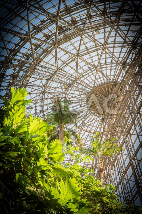 東京　江東区　夢の島熱帯植物館 風景,景色,東京の写真素材