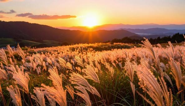 夕焼けに染まるススキ野原 夕焼けに染まるススキ野原の写真