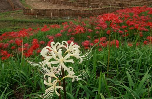 寺坂棚田 寺坂棚田 棚田,彼岸花,曼殊沙華の写真素材