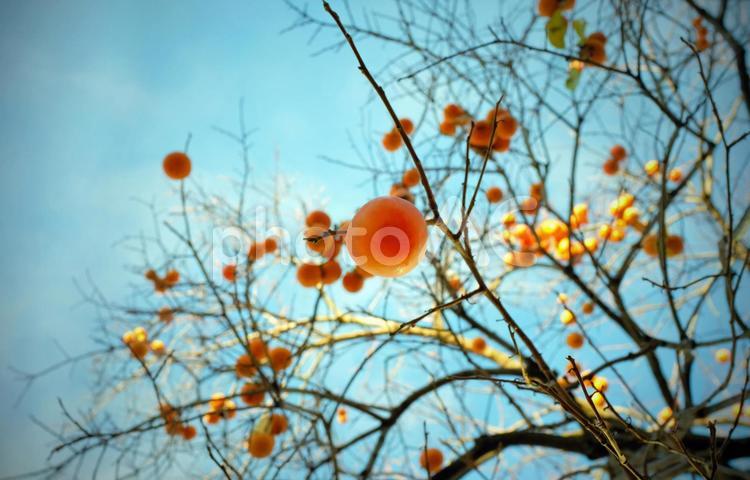柿の木 柿,カキ,カキの木の写真素材