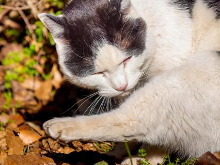 野良猫のアップ 野良猫のアップの写真