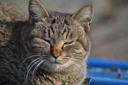 Glaring Cat, JPG