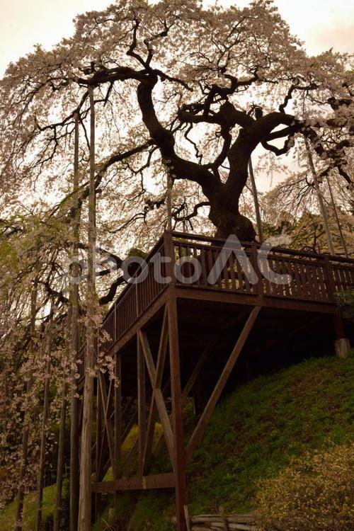 慈徳寺　種まき桜 枝垂桜,シダレザクラ,桜の写真素材