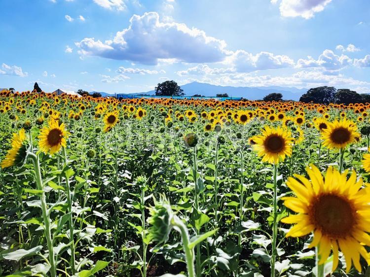夏のひまわり畑 ひまわり,向日葵,ヒマワリ畑の写真素材