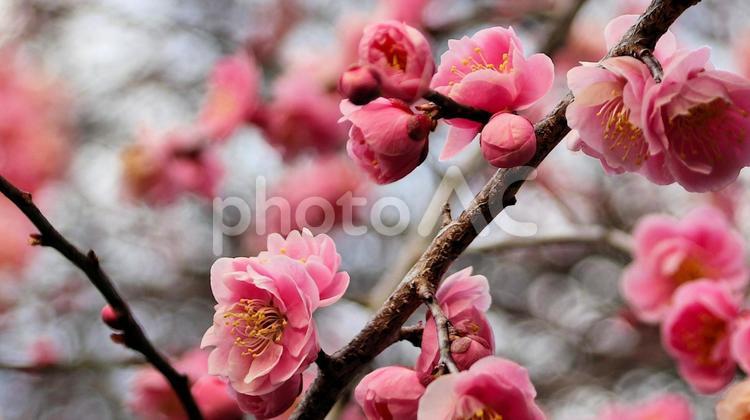 春の訪れ　梅の花 梅の花,花,春の写真素材