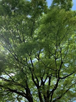 Photo, trees, leaf, green, 