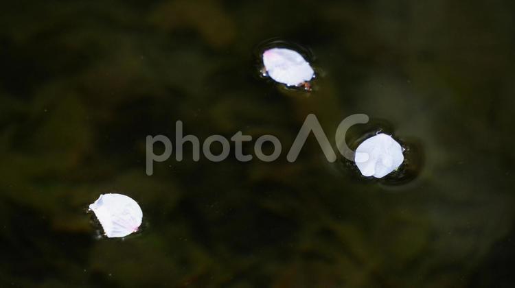 水面に浮かび小川を流れる桜の花びら 桜,さくら,サクラの写真素材