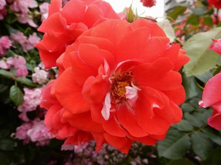【薔薇の写真】バラの花  【薔薇の写真】バラの花 の写真