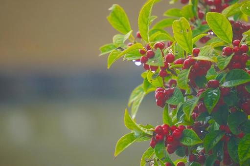 赤い実 赤い実 秋,赤い実,しずくの写真素材