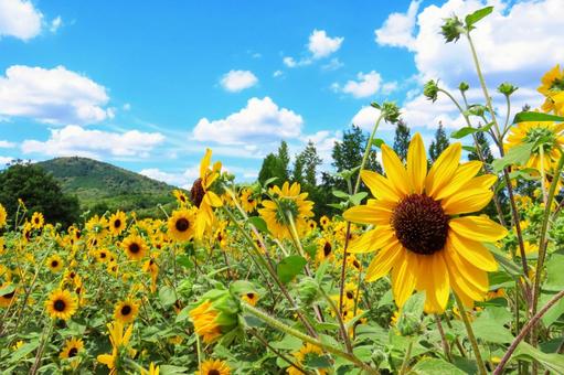 夏イメージひまわりの花 夏イメージひまわりの花 ひまわり,太陽,向日葵の写真素材
