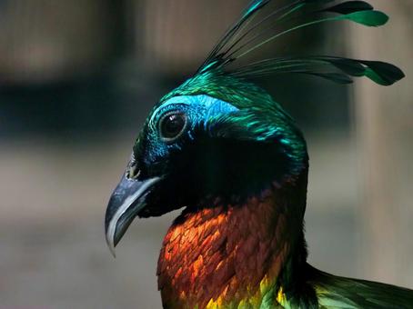 ニジキジの横顔 ニジキジ,横顔,カラフルの写真素材