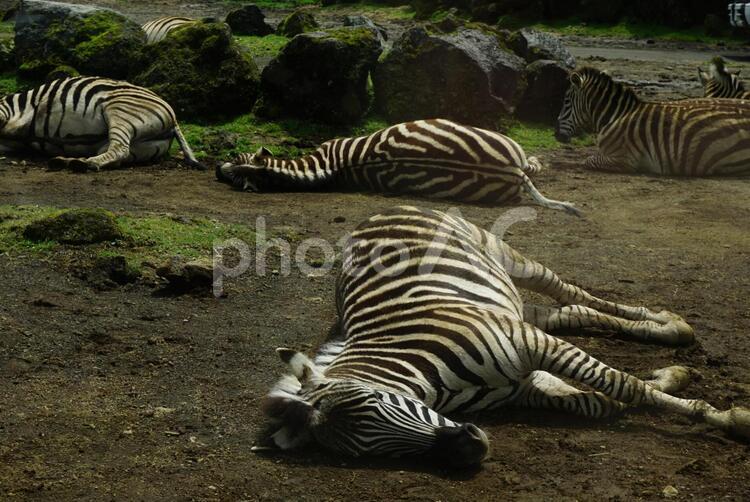 寝ているシマウマの集団 シマウマ,集団,寝てるの写真素材