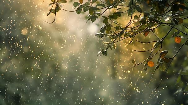 木漏れ日と雨粒がきらめく幻想的な瞬間の写真