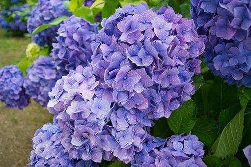 梅雨の季節に咲く紫の紫陽花 梅雨の季節に咲く紫の紫陽花の写真