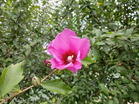 Photo, muggets, mugunghwa, mucin, 