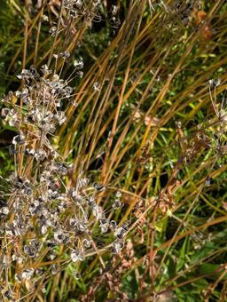 秋 植物,草,枯草の写真素材