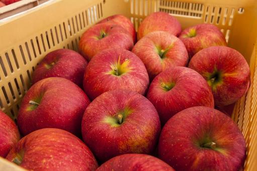 宮田村のリンゴ7 リンゴ,品種,シナノスイートの写真素材