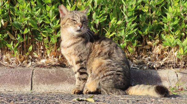 日向ぼっこが日課のもふもふで可愛い猫様 猫,キジトラ,日向ぼっこの写真素材