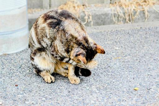 猫 猫の写真