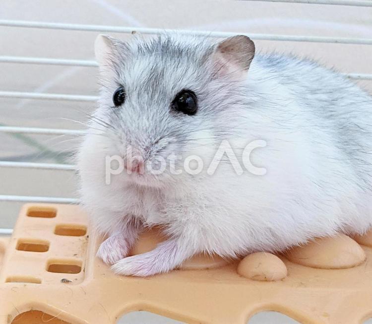 ハムスター ハムスター,小動物,齧歯類の写真素材