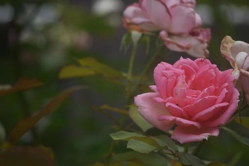 薔薇 薔薇の写真