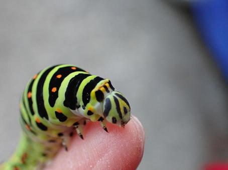 Photo, a whip, larva, insect, 