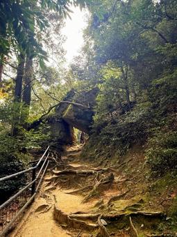 森の中♪の写真