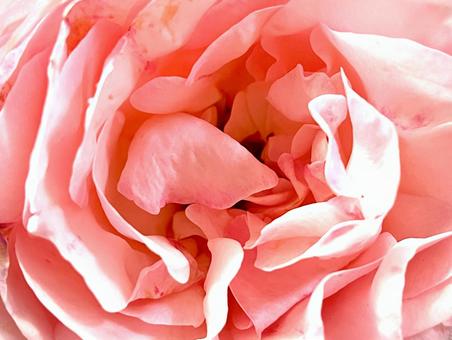 フワフワした薔薇の花 01 薔薇,花,植物の写真素材