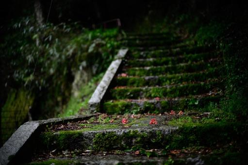 苔むす階段 苔むす階段,苔,階段の写真素材