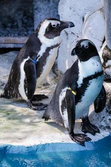 ケープペンギン ケープペンギンの写真