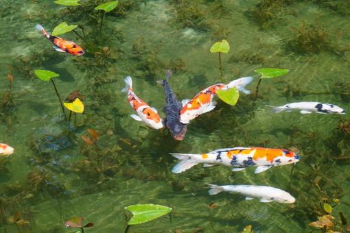 静かな池に鯉の賑わい 静かな池に鯉の賑わい 鯉,生き物,魚の写真素材