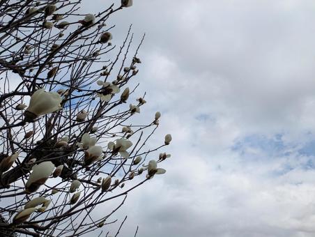 冬の空に伸びゆく花 冬,屋外,木の写真素材