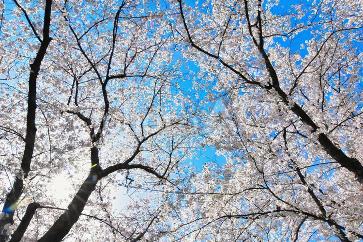 満開の桜と木漏れ日 木漏れ日,青空,桜の写真素材
