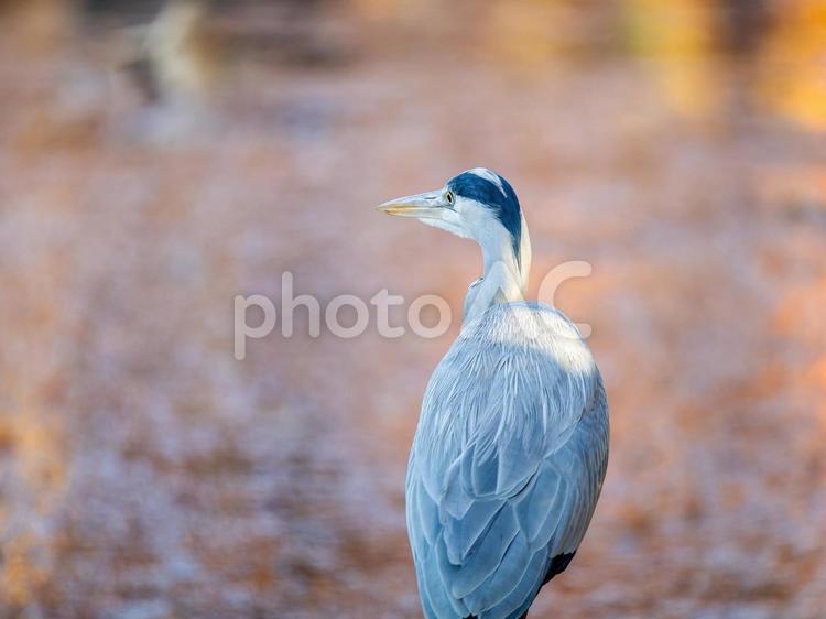 アオサギのアップ サギ,アオサギ,野鳥の写真素材