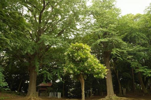 船橋市柏井唱行寺のご神木 船橋市柏井唱行寺のご神木 唱行寺,木,ご神木の写真素材