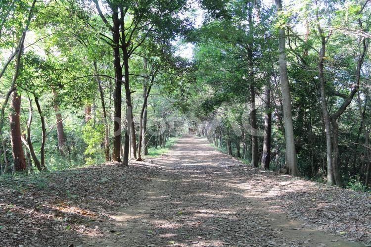 新緑と太陽の木漏れ日の山道 山道,葉っぱ,背景の写真素材