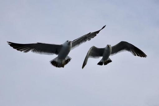 カモメ カモメ 鳥,カモメ,仲良しの写真素材